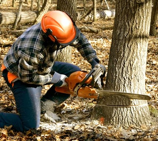 Tree Removal in Jonesville, MI